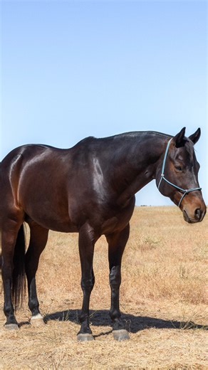 💥 Time is running out to secure your breeding to Halls Eldorrio, Standing at Stud for the 2025 season. Standing at - Braehill Equine Breeding Centre 2025 Breeding Fee - $2,750.00 incl. GST Height - 15.1HH Halls Eldorrio continues to suit breeders targeting reliable, performance-bred progeny, making him a standout option for your 2025 program. Eminent Silver Members can now watch the full interview with owner Jaye Hall, available under the Exclusive Data section on his profile. View his full pro