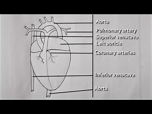 How do you draw a Real heart | Human heart diagram easy Drawing | Biology