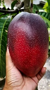 4M views · 49K reactions | World’s Most Expensive Mango Costs More Than 2 iPhones! #shorts #plants #farming #nature #reels #instagram #fruits #japan | The Facts Hub | Facebook