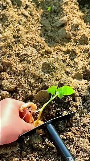 Growing Potatoes the Easy Way! 🥔 #farmoratv #gardening #nature