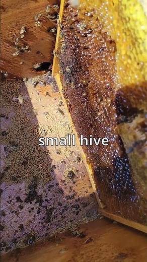 Small Hive Beetle Infestation Overtakes a Strong Beehive