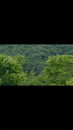 Wind in the Forest 🍃 Relax Your Mind