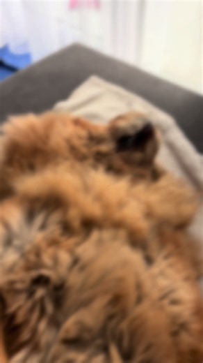 #chowchow #dog#chow#dlaciebie #puppy Prawdziwy ZEN 🐻🦁