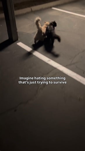 Valerie | PHX Cat Lady 🐈‍⬛🐈 on Instagram: "Feed the stray animals that cross your path. Learn how to TNR (trap-neuter-return) to stop the suffering of future generations. Have empathy for creatures who are just trying to stay alive. This world is hard enough without cruel humans making things harder. Many of us who feed feral cats often encounter ignorant people who harass us for setting food out. They believe in the misconception that food = more cats, without being open to learning about TNR