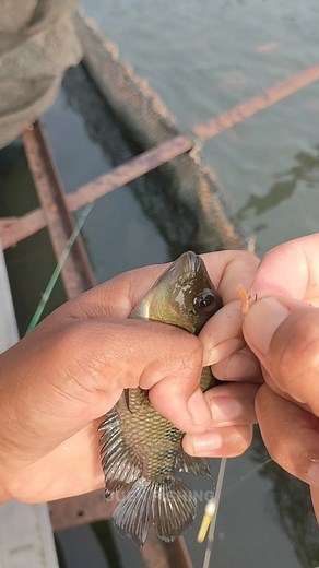 Mancing Ikan Red Devil: Tips dan Umpan Terbaik