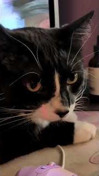 ᓚᘏᗢ Kitty In-Front of my Computer Monitor (part 1) | Cute Tuxedo Cat Short