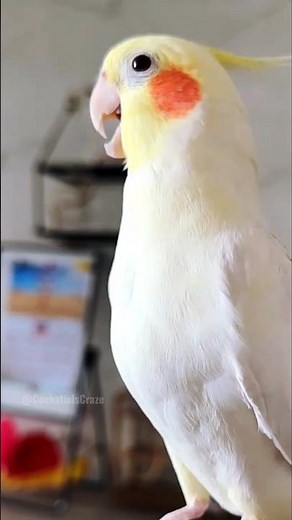 Lyle’s singing is so innocent, it should come with a warning: Cuteness Overload!🐥❤️ #cockatielscraze