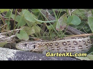 Eidechse im Garten (Zauneidechse)