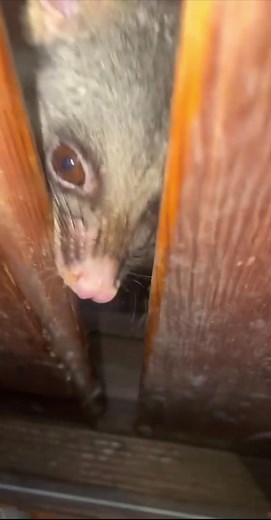 Possum Swimming: Can Possums Swim?