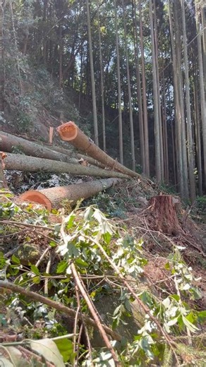 地引きウィンチで集材！#japan #forest #おすすめ #林業 #林業機械 #sthil