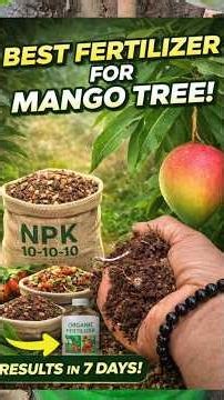 Best organic fertilizer for mango tree #meeshoparorderkaisekare #farming #fruittree