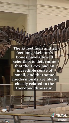 The Incredible Discovery of Sue: A 65-Million-Year-Old T-Rex Skeleton