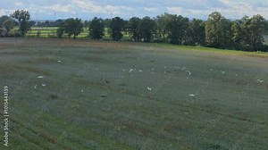 Herons flying over fields, captured by a drone in slow motion. The camera follows the birds as they majestically glide or gently flap their wings in formation. Stock Video