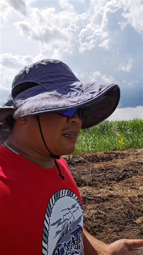 3K views · 62 reactions | Calamansi farm project, Negros occidental | Seedlings La castellana | Facebook