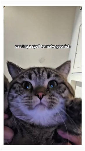 I know you need this spell ✨ 😹 #cat #spell #magic #animals