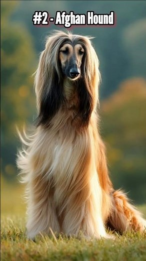 Top 5 Most Beautiful Dog Breeds in the World!
