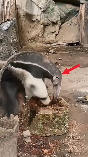 Giant Anteater | Ajeeb Aur Hairan Kun Facts#short.