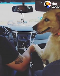 3.3M views · 27K reactions | This dog has to hold his dad’s hand in the car ❤️ | The Dodo | Facebook