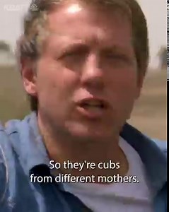 4.2K views · 120 reactions | Lions Cubs in the Wild! 女 | Wild Kratts | Facebook