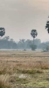 281K views · 16K reactions | លឺសម្លេងភ្លេងការល្វើយៗ នឹកពេលងើបដឹកគោ ស្រណោះកាលពីក្មេង凉凉 | MP Printing Services | Facebook