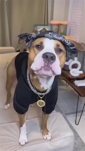 Dogs Speaking English: Hilarious Moments Compilation