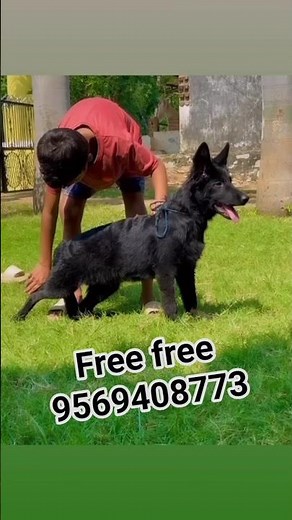 black German Shepherd puppy for free adoption available#germanshepheard