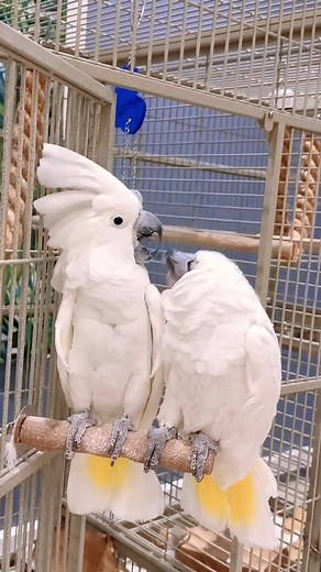 Little birds are gloating every day🎶❤️ . . . #birds #pets #fyp #fblifestyle #parrots #cockatoo #cockatoolife #reelsfbシ | The Reels Parrot