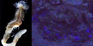 Scientists discover 3 new sea worms that glow in the dark