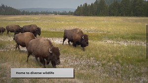 Animals of the Grasslands: A Brief Introduction