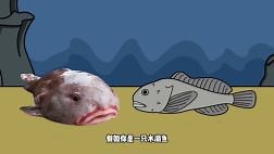 假如你是条水滴鱼，简直是深海里的颜值担当