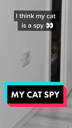 My cat spy 🐈👀 #cat #catlover #catoftiktok #catoftheday TikTok