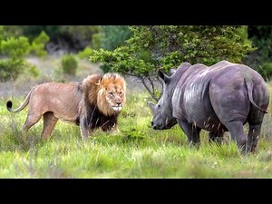 Badak Vs Singa Siapa Pemenangnya??