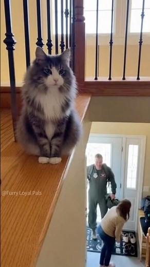 🥰 Fluffy Missile! Forest Cat (Loki) launches from stairs! #cat