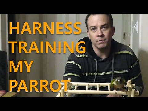 Harness Training with Trello - Green Cheek Conure