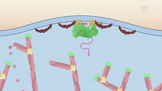 Video: Mechanism of Lamellipodia Formation