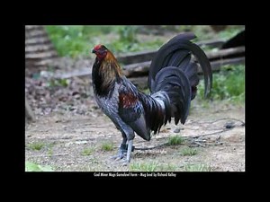 Coal Miner Mugs Gamefowl