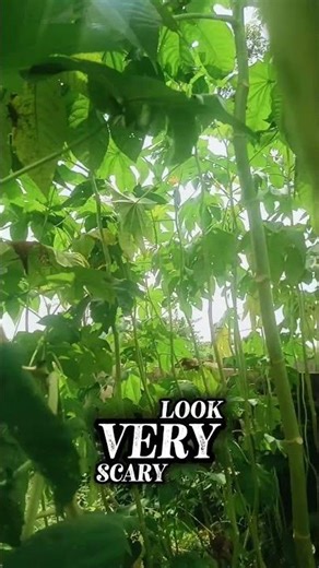 Wow is that what we planted !!#farming #cucumbers #castoroilbenefits #whattodo #fypシ゚viral