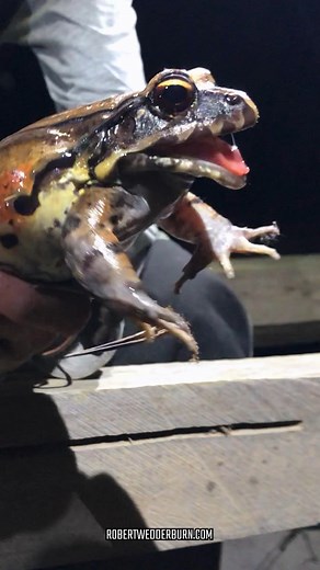 🐸 Massive Frog Crying in Amazon Rainforest 🐸 #frog #frogs #froggy #frogmemes #amphibians #amphibians #amphibian #amphibianconservation #amphibiansofinstagram #herpetology #herping | Robert Wedderburn Productions