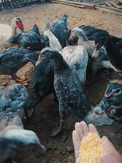 Exploring Muscovy Ducks from Indonesia