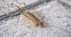 What Do House Centipedes Eat?