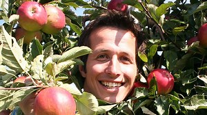 Willi wills wissen: Wer pflückt die Äpfel von den Bäumen?