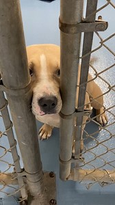 39K views · 497 reactions | Aww Karma came back. Karma was recently...