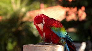 Adult Red and green Macaw