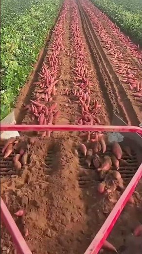 Harvesting sweet potatoes for clean and healthy produce