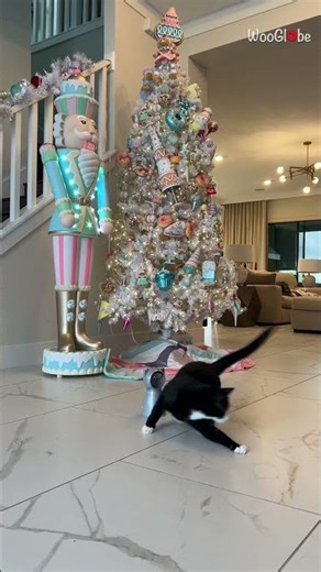 Cute Moment: Rescued Kitten's Energetic Laser Chase || WooGlobe