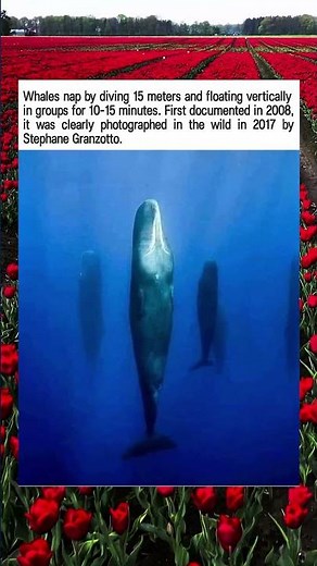 Whales Sleeping Vertically? The Rare Behavior Caught on Camera