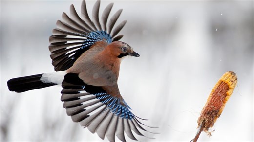 Avian world takes centre stage in photography competition