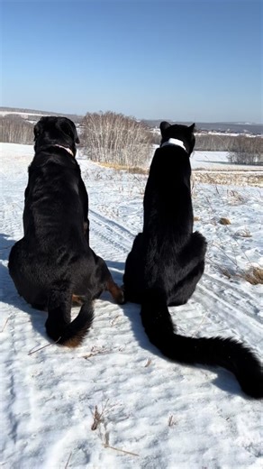 Luna the Panther's Adventure with Friends