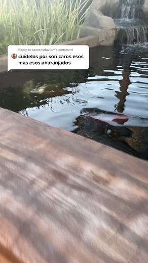 Cassandra Alanis on TikTok