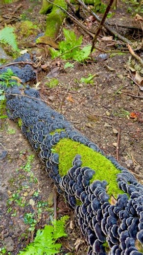 (11) 森で最悪なエリアを、最高の場所に開拓！ (J'scampの森のキノコ)